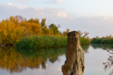 Calm river along the banks, autumn colorful trees are reflected in the water, clear evening sky. In the foreground is a tree stump
