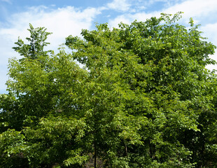 Fototapeta premium summer background: trees with lush green leaves against blue sky