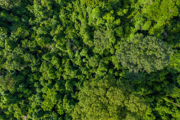 Brazil atlantic forest seen by a drone