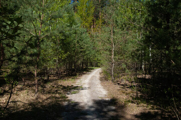 Fototapeta premium A dirt road in a green coniferous forest