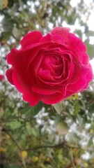 pink rose in garden