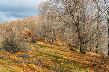 autumn in the forest, Namaiesti Village, Arges, Romania 