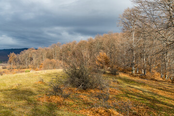 Fototapeta na wymiar autumn in the forest, Namaiesti Village, Arges, Romania 