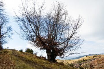 Fototapeta na wymiar tree on the hill, Namaiesti Village, Arges, Romania 