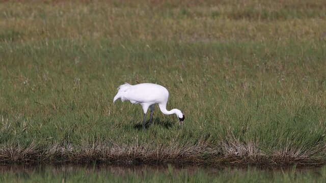 Critically Endangered Whooping Crane feeding on Blue Crab in Aransas National Wildlife Refuge, Rockport Texas