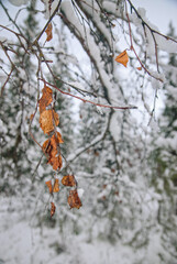 Northern nature at the beginning of winter