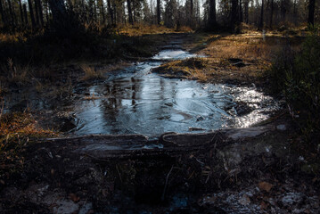 Northern nature at the beginning of winter