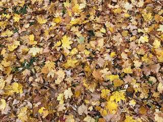 Background group autumn orange leaves. Outdoor