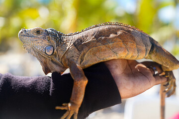 close up of a lizard