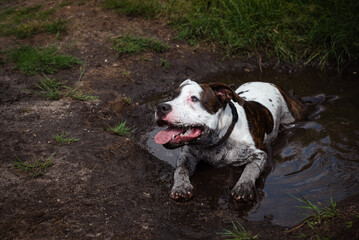 Close-up portrait of black and white English staffordshire bull terrier lying in water
