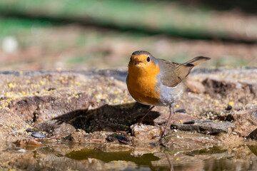petirrojo europeo bebiendo en el estanque del bosque ​ (Erithacus rubecula) Ojén Andalucía España	