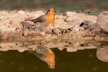 petirrojo europeo​ reflejado en el estanque del bosque (Erithacus rubecula) Ojén Andalucía España	