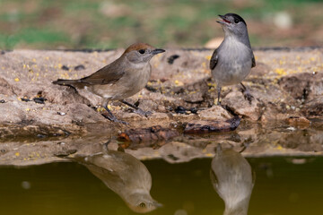  curruca capirotada (Sylvia atricapilla)