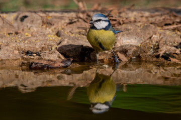 herrerillo común (Cyanistes caeruleus)​ bebiendo en el estanque del bosque Ojén Málaga Andalucía España	