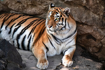 Fototapeta na wymiar The big striped Amur tiger, the symbol of the Chinese New Year, is resting among the rocks. Congratulations on the 2022 Chinese Happy New Year. A living symbol of the Year of Tiger Chinese zodiac year
