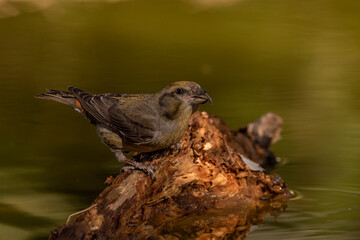  piquituerto común (Loxia curvirostra) bebiendo agua y reflejada en el agua del estanque 