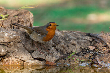 petirrojo europeo​  en el bosque bebiendo agua (Erithacus rubecula) Ronda Málaga Andalucía España