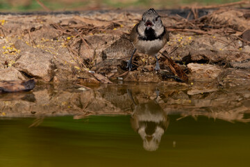 Obraz premium herrerillo capuchino bebiendo agua del estanque (Lophophanes cristatus) Ojén Andalucía España 