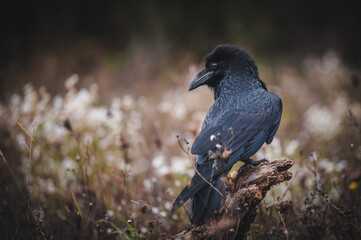 Common raven (Corvus corax) sitting on dry branch. Common raven portrait.