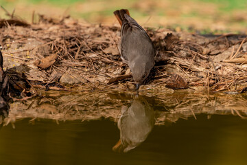 colirrojo tizón en el bosque mediterráneo (Phoenicurus ochruros)