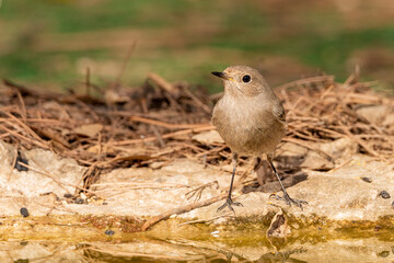 colirrojo tizón en el bosque mediterráneo (Phoenicurus ochruros) Ojén Málaga Andalucía España 