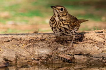 zorzal común en el bosque mediterráneo (Turdus philomelos) Ojén  Málaga Andalucía España