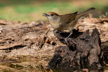  curruca capirotada hembra en el borde del estanque sobre un viejo tronco (Sylvia atricapilla) Ojén  Málaga Andalucía España