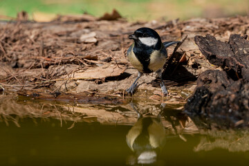carbonero común bebiendo en el estanque del parque  (Parus major) Ojén Andalucía España	