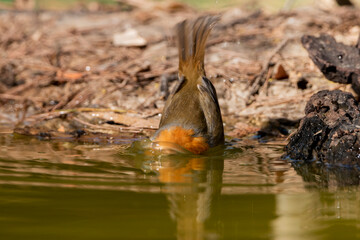 petirrojo europeo​ bañándose en la charca del bosque  (Erithacus rubecula) Ojén Andalucía España	