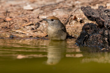  curruca capirotada bañándose en una charca (Sylvia atricapilla)