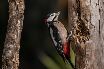  pico picapinos (Dendrocopos major) posado en un tronco buscando comida Ronda Andalucía España	