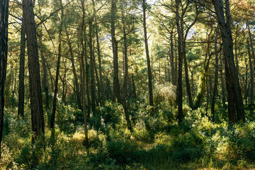landscape of mediterranean coniferous forest in Anatolia