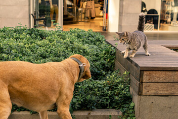conflict between a cat and a dog in an urban environment