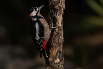  pico picapinos (Dendrocopos major) posado en un tronco buscando comida Marbella Andalucía España