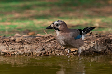 arrendajo en el estanque del bosque (Garrulus glandarius) Ojén Andalucía España 