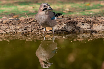 arrendajo en el estanque del bosque (Garrulus glandarius)