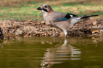 arrendajo en el estanque del bosque (Garrulus glandarius) Oj&eacute;n  M&aacute;laga Andaluc&iacute;a Espa&ntilde;a