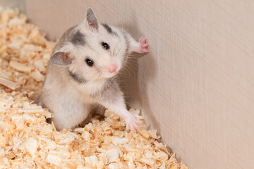 H&aacute;mster simp&aacute;tico en primer plano Marbella M&aacute;laga Andaluc&iacute;a Espa&ntilde;a	