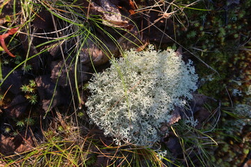Nature between autumn and winter