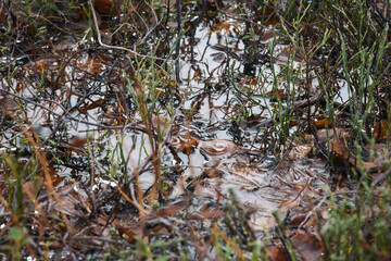 Nature between autumn and winter