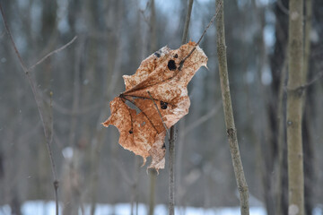 Nature between autumn and winter