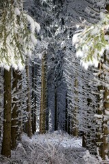 Le Bessat sous la neige