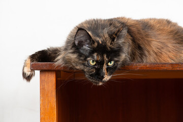 Dark maincoon cat of turtle color on the table