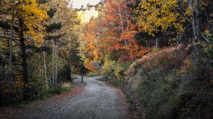 Fototapeta premium Photograph of the Betato forest during Autumn, one of the most important beech forests in the Tena Valley, in Aragon, Spain.