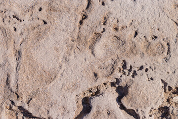 textured background brown stone with cracks on the surface. copy space. abstract stone background for design. sea stone.