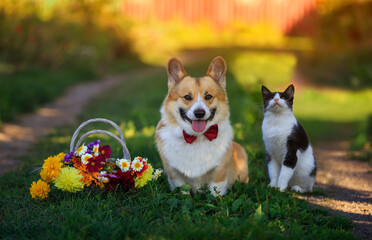 friends a cat and a dog are sitting in a sunny summer garden with a bouquet of wildflowers