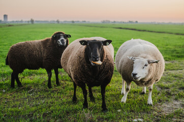 sheep in a field, farm animal