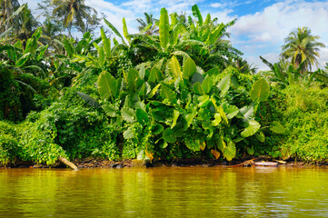 Tropical jungle of monsters, mangroves and palms on the lake.