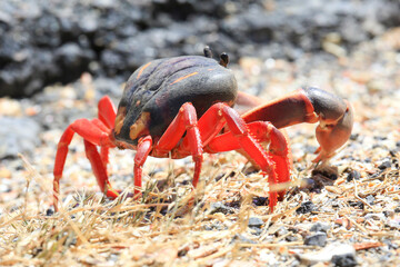 Landkrabbe - Küstenstraße in Kuba 