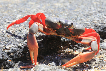 Landkrabbe - Küstenstraße in Kuba 